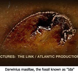 Fossil Ida