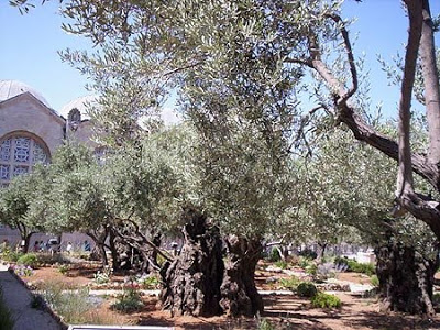 Gethsemene Olive Tree