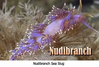 Nudibranch Sea Slug
