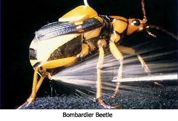 Bombardier Beetle