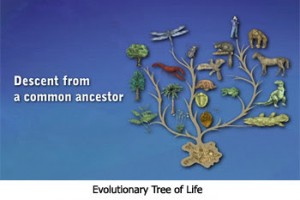 Evolutionary Tree of Life