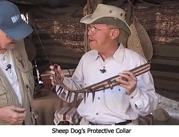 Sheep Dog Collar