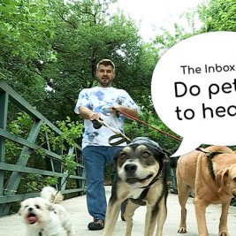 The Inbox Episode 13 Pets in Heaven