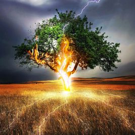 Lightning Flash on Tree