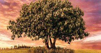 Fig Tree Reblossoms